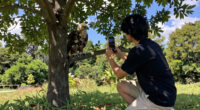 Big Bear eaglet falls from tree on livestream; status unknown
