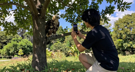 Big Bear eaglet falls from tree on livestream; status unknown