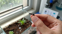 Ants: Who Looks After The Injured In A Colony?