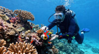 Long Presumed Dead, A Thriving Coral Reef Is Discovered In West Africa