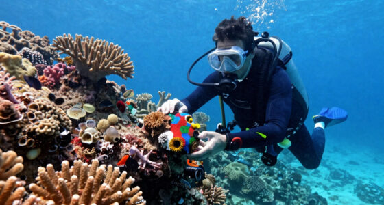 Long Presumed Dead, A Thriving Coral Reef Is Discovered In West Africa