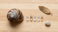 Snails' teeth beats spider silk as nature's strongest material (2015)