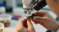 Snails' Teeth Beats Spider Silk As Nature's Strongest Material (2015)