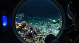 Sixteen Years After Deepwater Horizon, Deep Sea Life Shows Few Signs Of Recovery